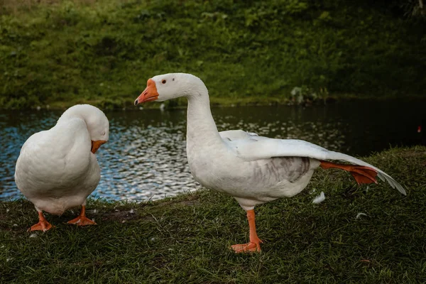 Beyaz kazlar nehir kıyısında jimnastik yapıyor.