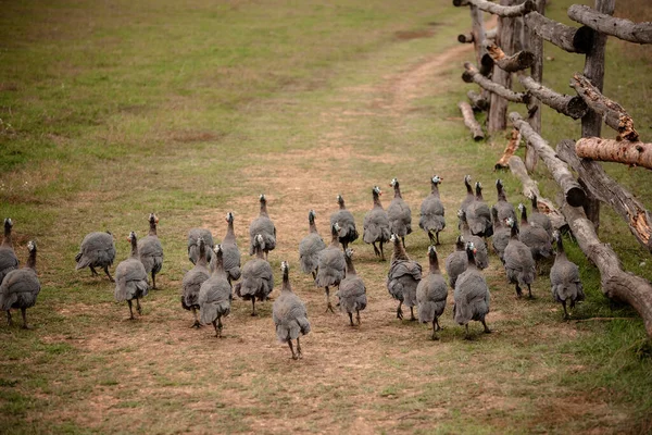 Running flock of helmeted guinea fowl through a meadow — Stock Photo, Image