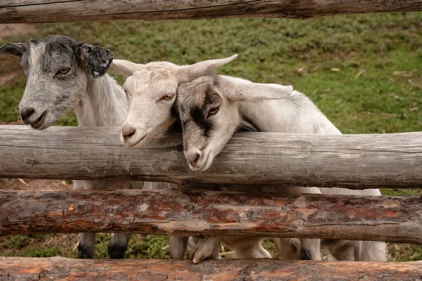 Três cabras brancas curiosas atrás da cerca — Fotografia de Stock