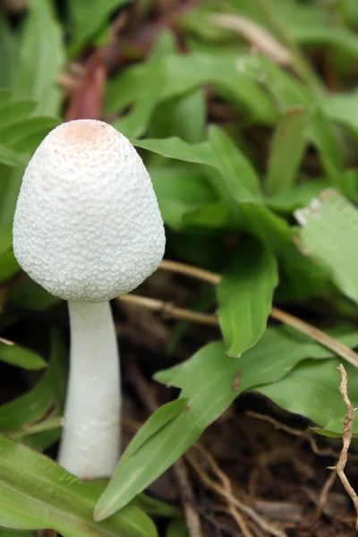 Beyaz zehirli mantar