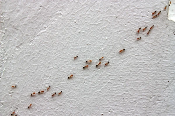Mrówka i białe tło — Zdjęcie stockowe