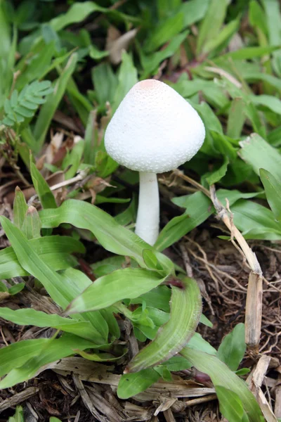 Beyaz zehirli mantar