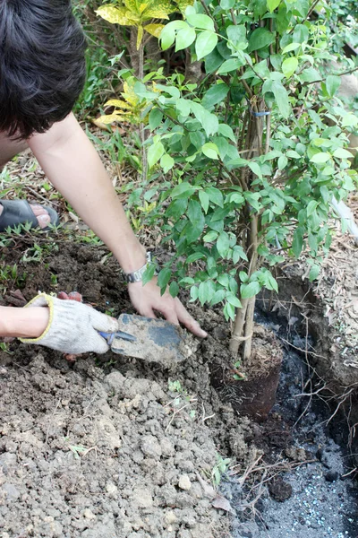 Bahçıvan dikim ağaç