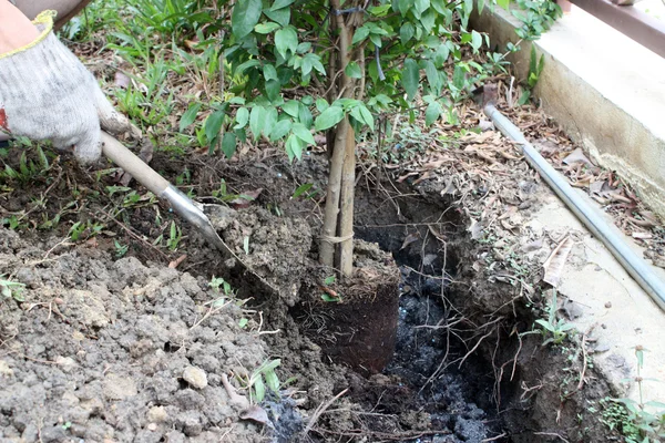 Bahçıvan dikim ağaç