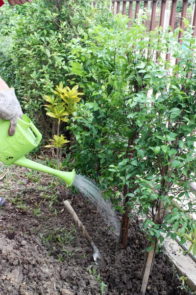 sulama olabilir sulanır