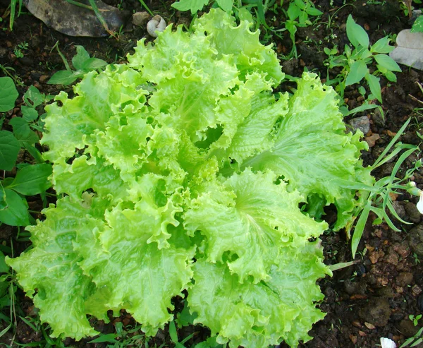 Lettuce salad — Stock Photo, Image