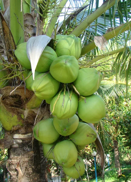 Coconut — Stock Photo, Image