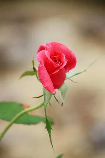 güzel kırmızı gül