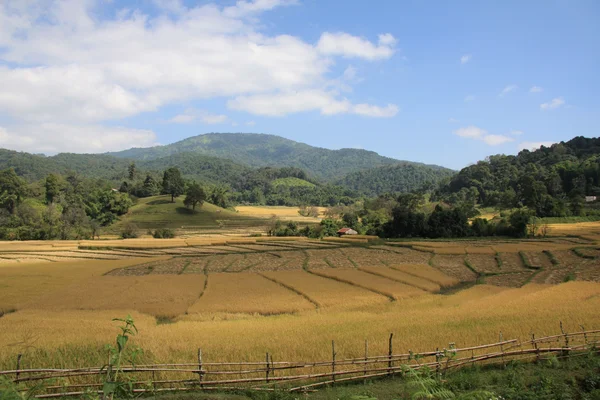 Campos de arroz — Fotografia de Stock