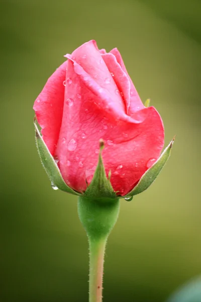 güzel kırmızı gül