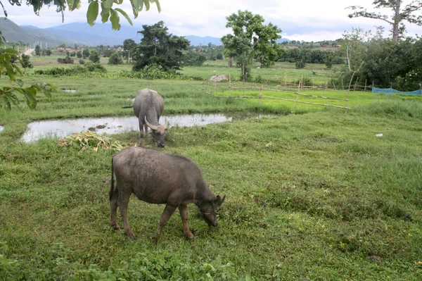 elementy motywu anioła