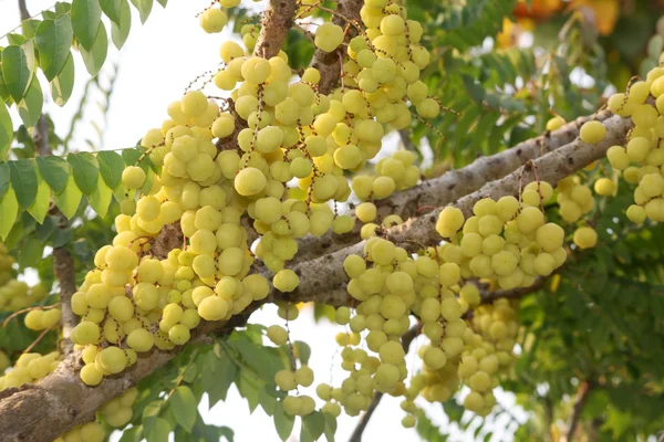 yıldız bektaşi üzümü