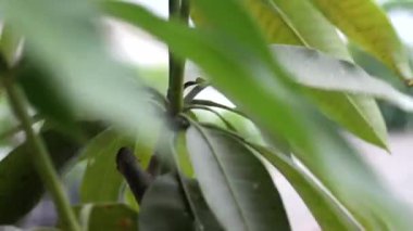 Mango güçlü rüzgarda sallanır.