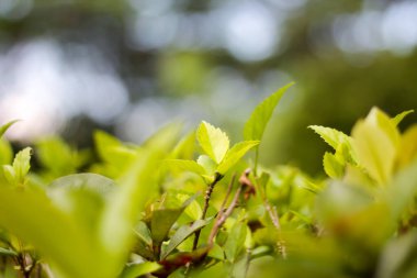 Hibiscus rosa-sinensis Yaprakları ya da yeşil yapraklarla birlikte bulanık arkaplan ile birlikte amber çiçeği olarak adlandırılan şey.