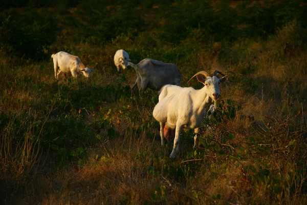 Goats — Stock Photo, Image