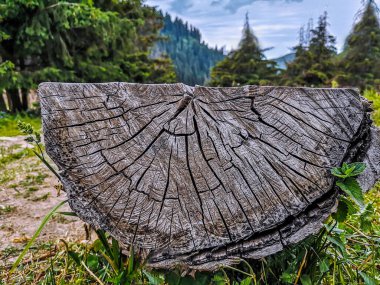 Ormandaki ağacın kütüğü.