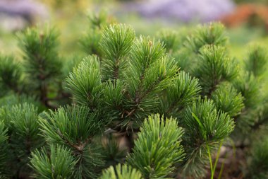 Ormandaki yeşil çam ağacının yakın görüntüsü