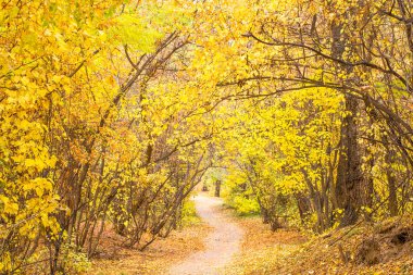 Orman yapraklarının sarı olduğu güzel sonbahar manzarası