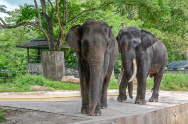 Hayvanat bahçesindeki sevimli fillerin manzarası