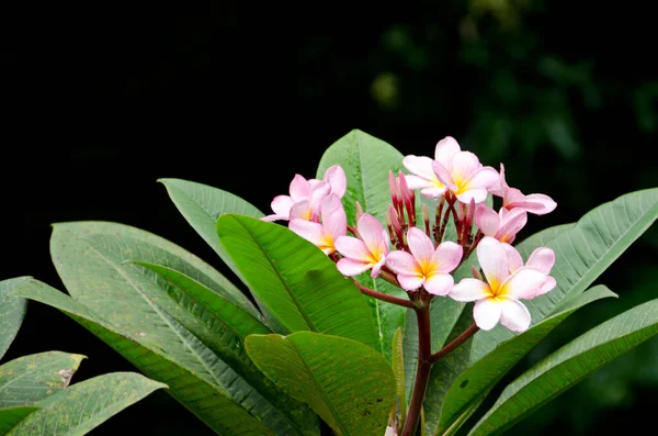 Bahçedeki güzel pembe çiçeklerin yakın görüntüsü.