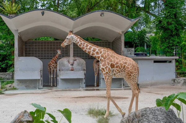 View Giraffes Zoo Aviary — Stock Photo, Image