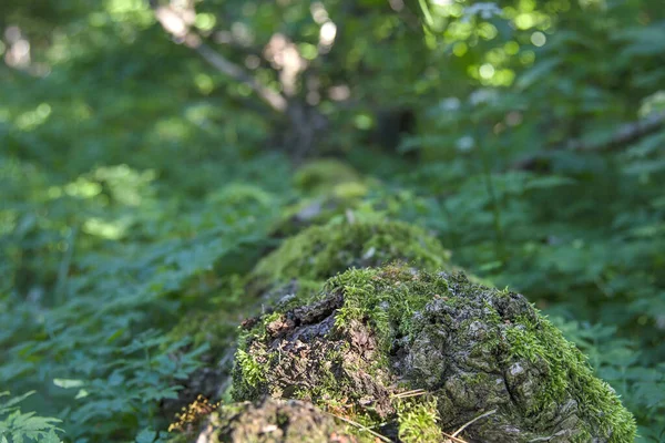 Closeup Log Covered Green Moss Wild Forest — Stock Photo, Image