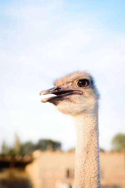 ostrich bird head and neck front portrait in the park, ferma