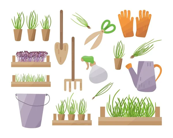 Set Accessories Gardening Micro Greens Home Vector Illustration Tools Plants — Stock Vector