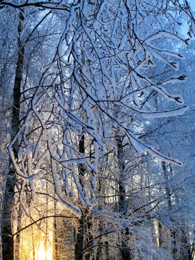Güzel, karlı bir kış manzarası. Telefonunuzda bir ekran koruyucu, bir masaüstü arka planı olabilir. Soğuk dokular. Yeni yılın şenlikli havası, Noel