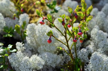 yaban mersini çiçekleri
