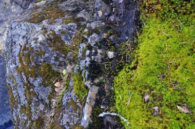 arka plan, yosun, kaya