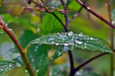 Yeşil yapraklara çiy damlaları düşer