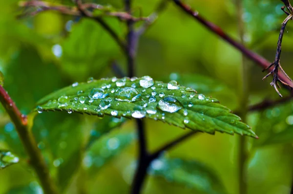 Gotas de rocío en las hojas — Foto de Stock