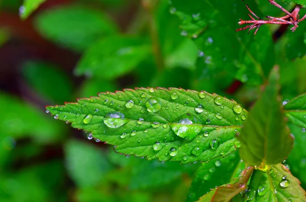 Rocío gotas en hojas verdes — Foto de Stock