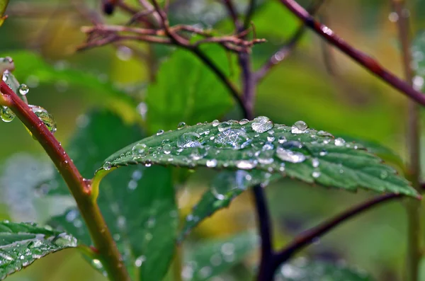 Dew drops on green leaves — Stock Photo, Image