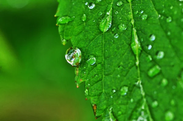 Dew csepp zöld levelek — Stock Fotó