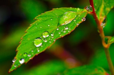 Yapraklara çiy damlaları düşer.