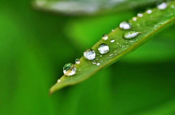 Gotas de rocío en las hojas — Foto de Stock