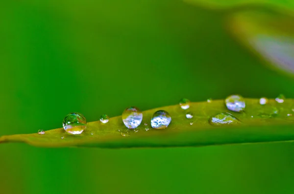 Краплі роси на зеленому листі — стокове фото