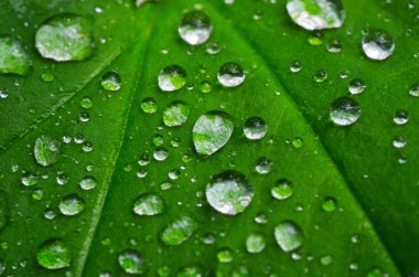 Yapraklara çiy damlaları düşer.