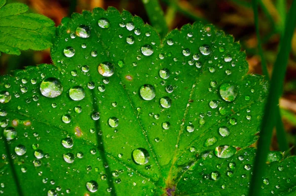 Gotas de rocío en las hojas — Foto de Stock