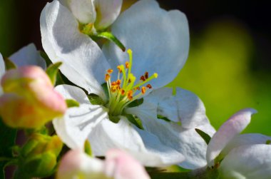 elma ağacı çiçekleri