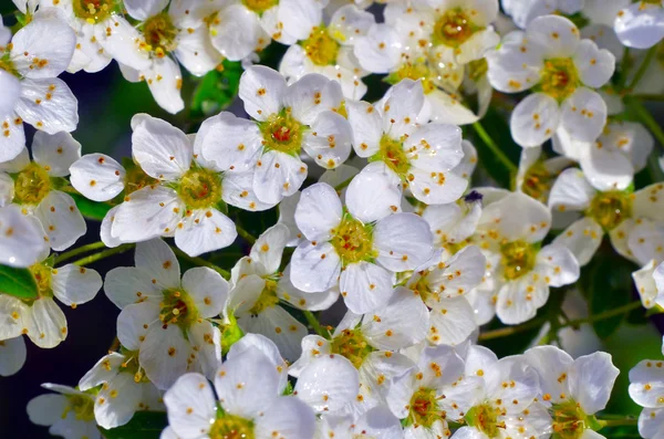 リンゴの木の花 — ストック写真