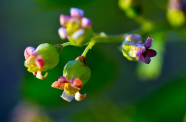 çiçek Frenk üzümü