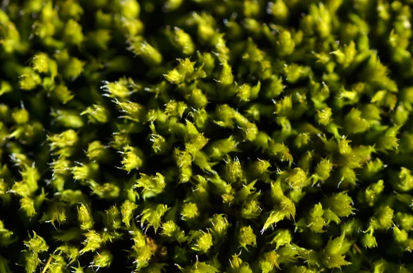 Textura. flores — Foto de Stock