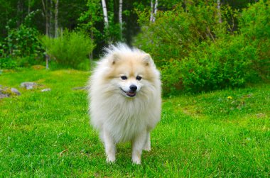 Köpek Alman Spitz