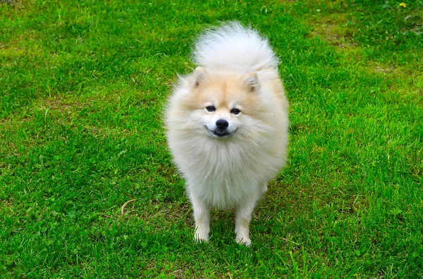 Köpek Alman Spitz — Stok fotoğraf