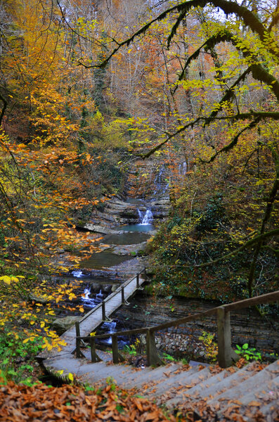 осенний лес