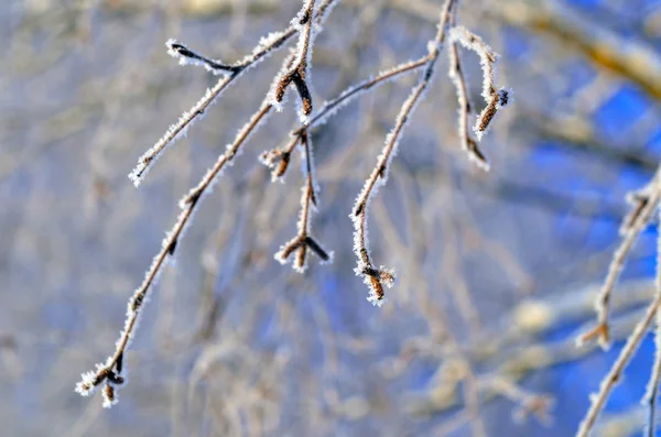 Frosted branch winter — Stock Photo, Image