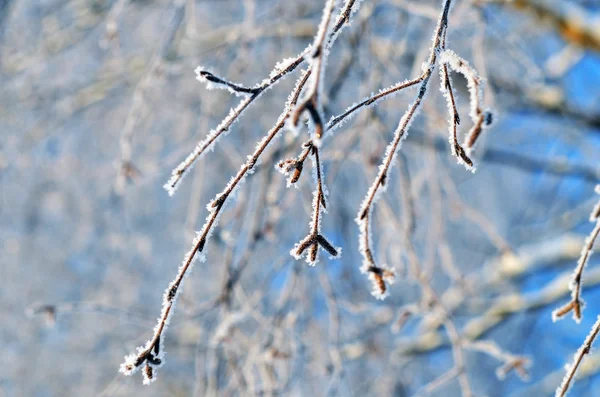 Branche givrée. hiver — Photo